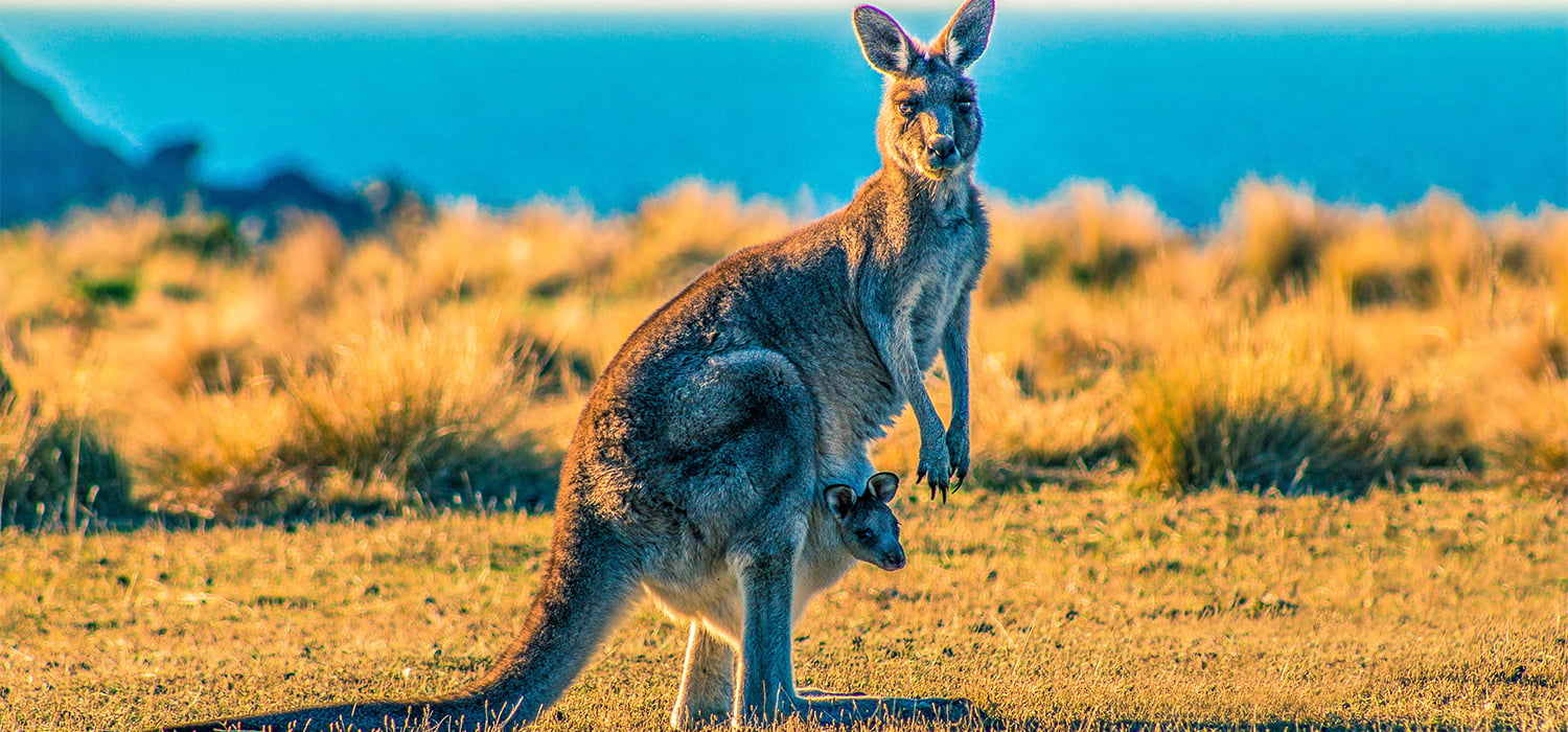 Bucket list - Ostrvo Kangaroo