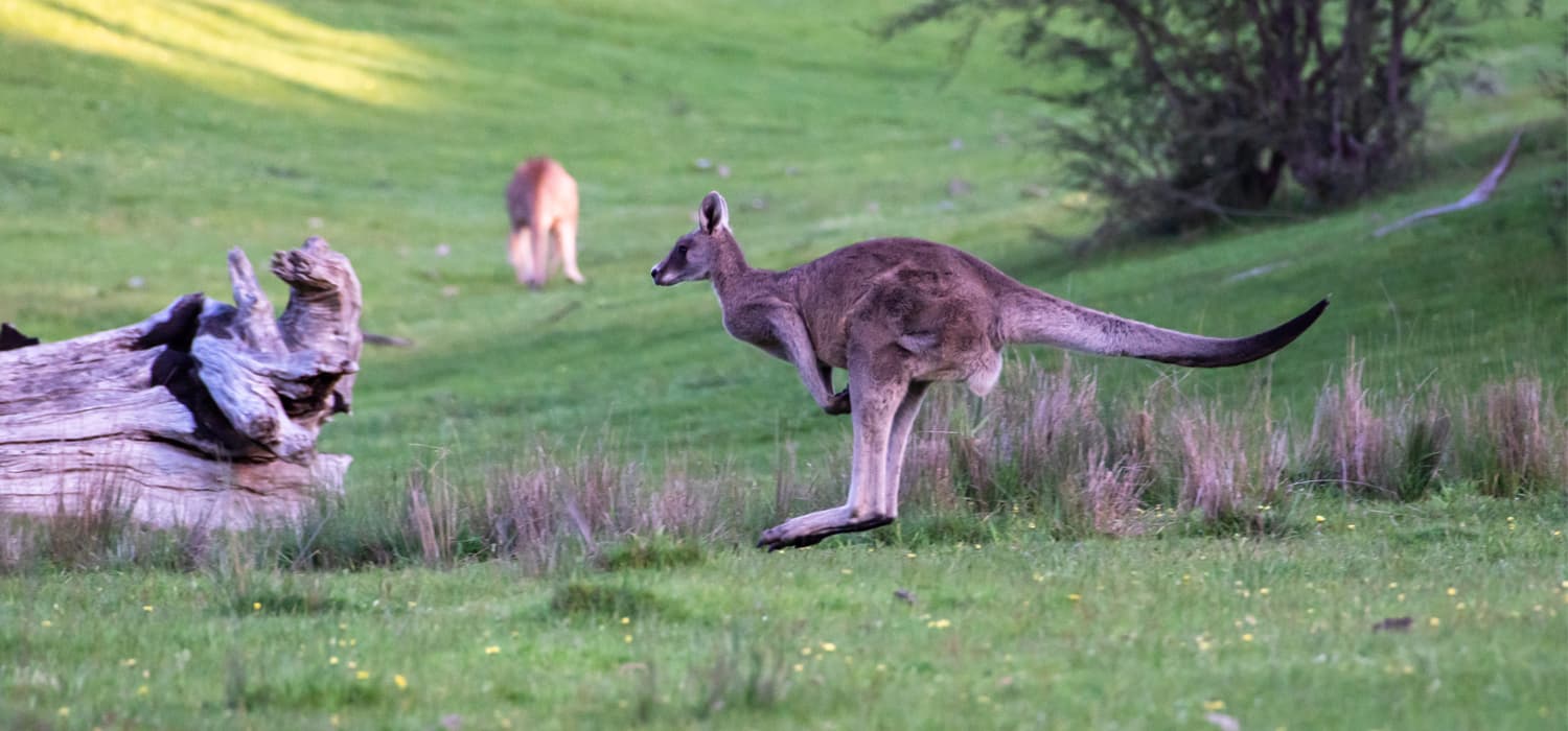 Kengur - Životinje, simboli Australije