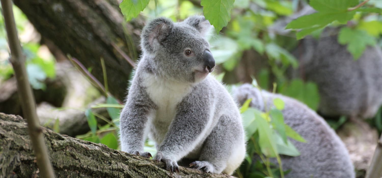 Koala - Životinje, simboli Australije