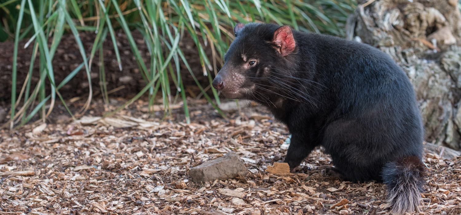 Tasmanijski đavo - Životinje, simboli Australije